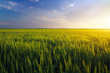 Field during sunset. Agricultural landscape