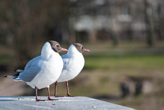 Two gulls on the stone fence near the river