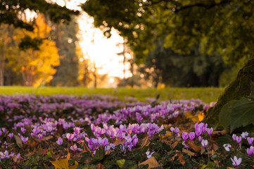 Obraz premium Wild cyclamens in an autumn sunny evening. Cyclamen hederifolium in forest.