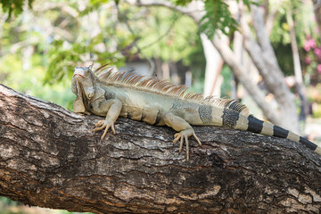 Closeup iguana on tree.