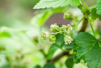 flowers black currant, spring background