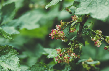 flowers black currant, spring background