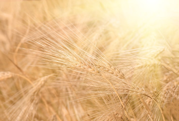 organic golden ripe ears of wheat in field