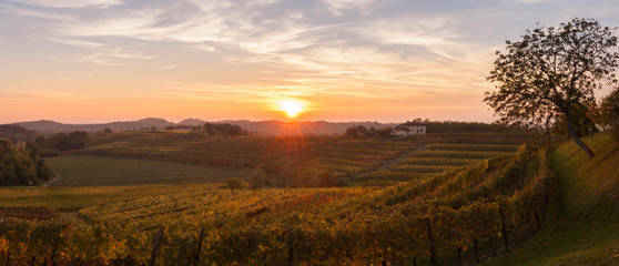 Vineyard landscape at sunset in autumn in the Italian countryside. - obrazy, fototapety, plakaty