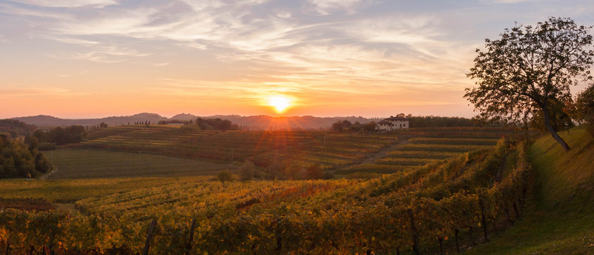 Vineyard landscape at sunset in autumn in the Italian countryside.