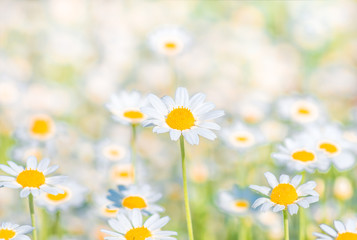 Chamomile field flowers border. background