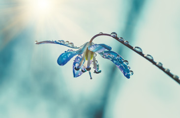 Blue blossom flower spring snowdrop Scilla Squill