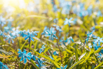 Blue blossom flowers spring snowdrop Scilla Squill