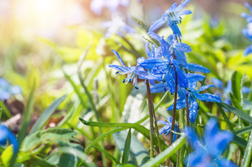 Blue blossom flowers spring snowdrop Scilla Squill