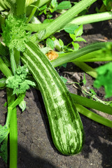 Green zucchini in garden in summer day
 - obrazy, fototapety, plakaty