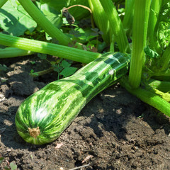 Green zucchini in garden in summer day
 - obrazy, fototapety, plakaty