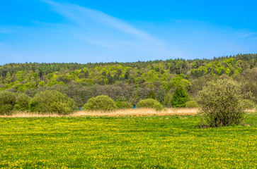 Fototapeta na wymiar Green meadow with blooming dandelions, spring landscape