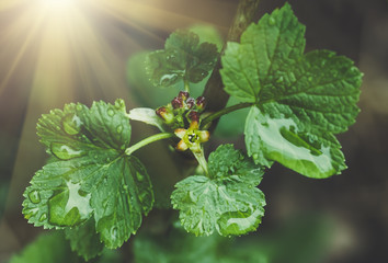 flowers black currant, spring background