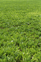 green salad field in summer