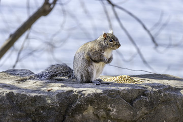 Fluffy gray and brown cute squirrel perched by a pile of seeds ready to eat or defend his food