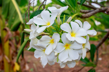 Plumeria Vintage Tone on the plumeria tree