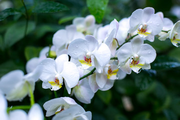 Fototapeta na wymiar Tropical flowers white orchid.