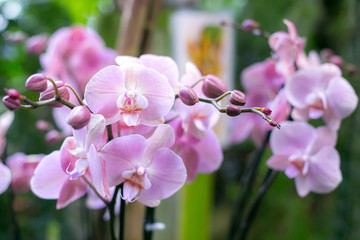 Fototapeta na wymiar Tropical flowers pink orchid.