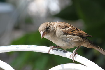 Sparrow