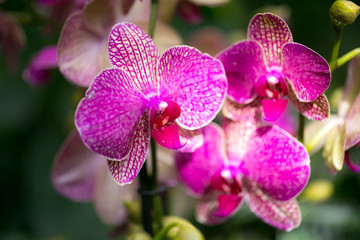 Naklejka na ściany i meble Tropical flowers pink orchid.
