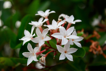 white karanda flower in garden