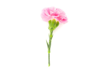Fototapeta premium pink carnations flower on white background