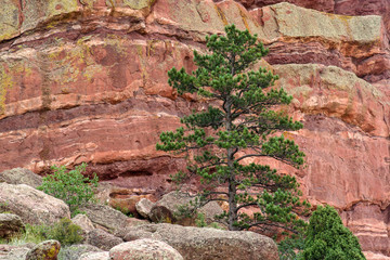 A close up of the red rock at Red Rocks State Park, with a tree in front