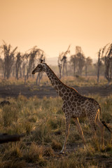 Giraffe walking in Savannah during Sunset, South Africa , Africa