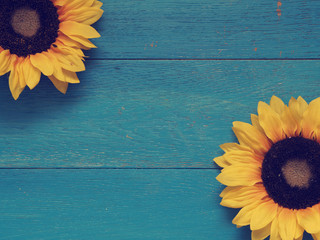 Sunflowers on blue wood