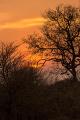 Sunset in behind Trees, South Africa, Africa
