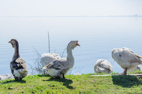 a flock of geese on the shore of the lake, nibbling grass