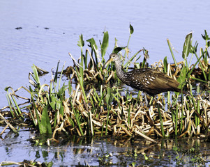 A limpkin wades among water plants in search of food.