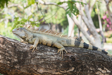 Closeup iguana on tree.