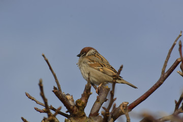 sparrow