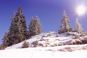 snowy landscape with trees on top of hill