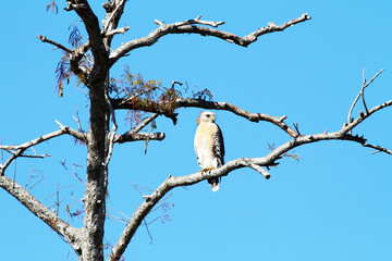 A young red shouldered hawk sits on the limb of a dead tree surveying the surrounding area.
