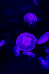 Colorful jellyfish from the depths of the ocean. Although the jellies are beautiful they are very dangerous. Ocean creature from the dark abyss.