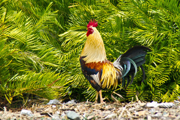 A game cock rooster strutting in the yard of an Ybor City, Florida home where chickens run free. © Allen