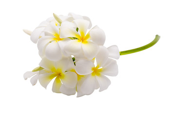 Naklejka na ściany i meble Tropical flowers frangipani (plumeria) isolated on white background with clipping path