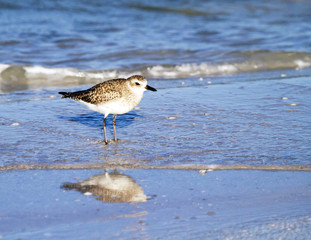 A single sanderling wades in the surf in search for food.