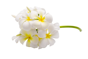 Tropical flowers frangipani (plumeria) isolated on white background with clipping path
