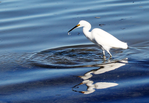A white egret wading in water and catching food.
