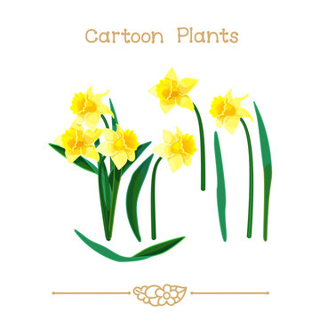 
Plantae series cartoon plants: Narcissus set