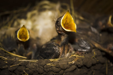 Hungry chicks in the nest of the swallow