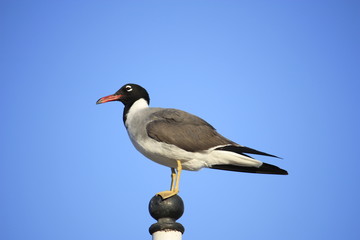 Vogel steht auf einem Masten