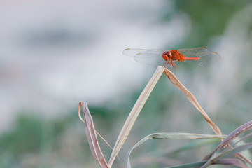 Red dragonfly on dry leaf.