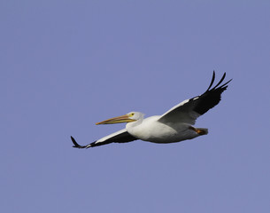 Fototapeta na wymiar A single white pelican with wings extended in flight.