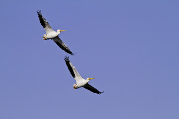 A pair of white pelicans in flight