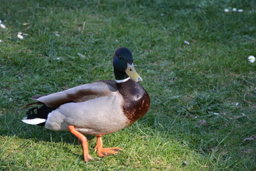 Patos.