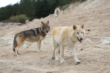 American Wolfdogs and Czech Wolfdogs playing